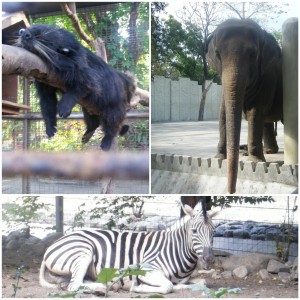 Animals at Manila Zoo (Photo by Hitokirihoshi)