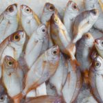 ighting Illegal Fishing