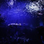 reef ocean