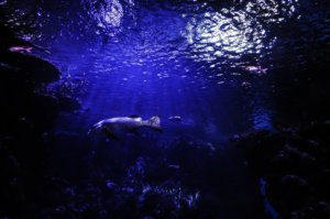 reef ocean