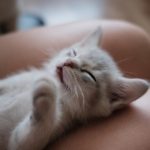 Names For Kittens - Choosing the Purr-fect Name 2020 - Gogagah